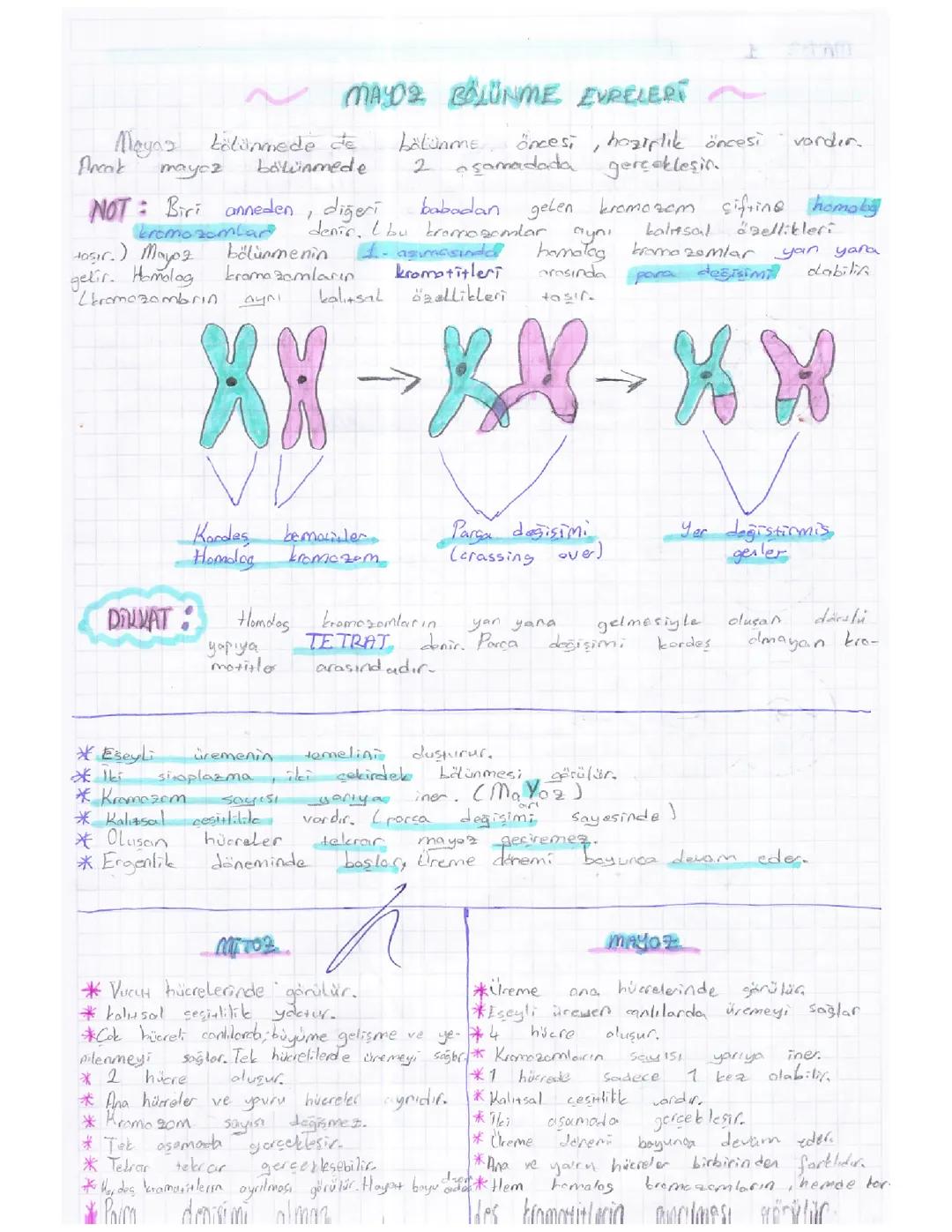 7. Sınıf Fen bilimleri Mitoz-mayoz bölünmeleri