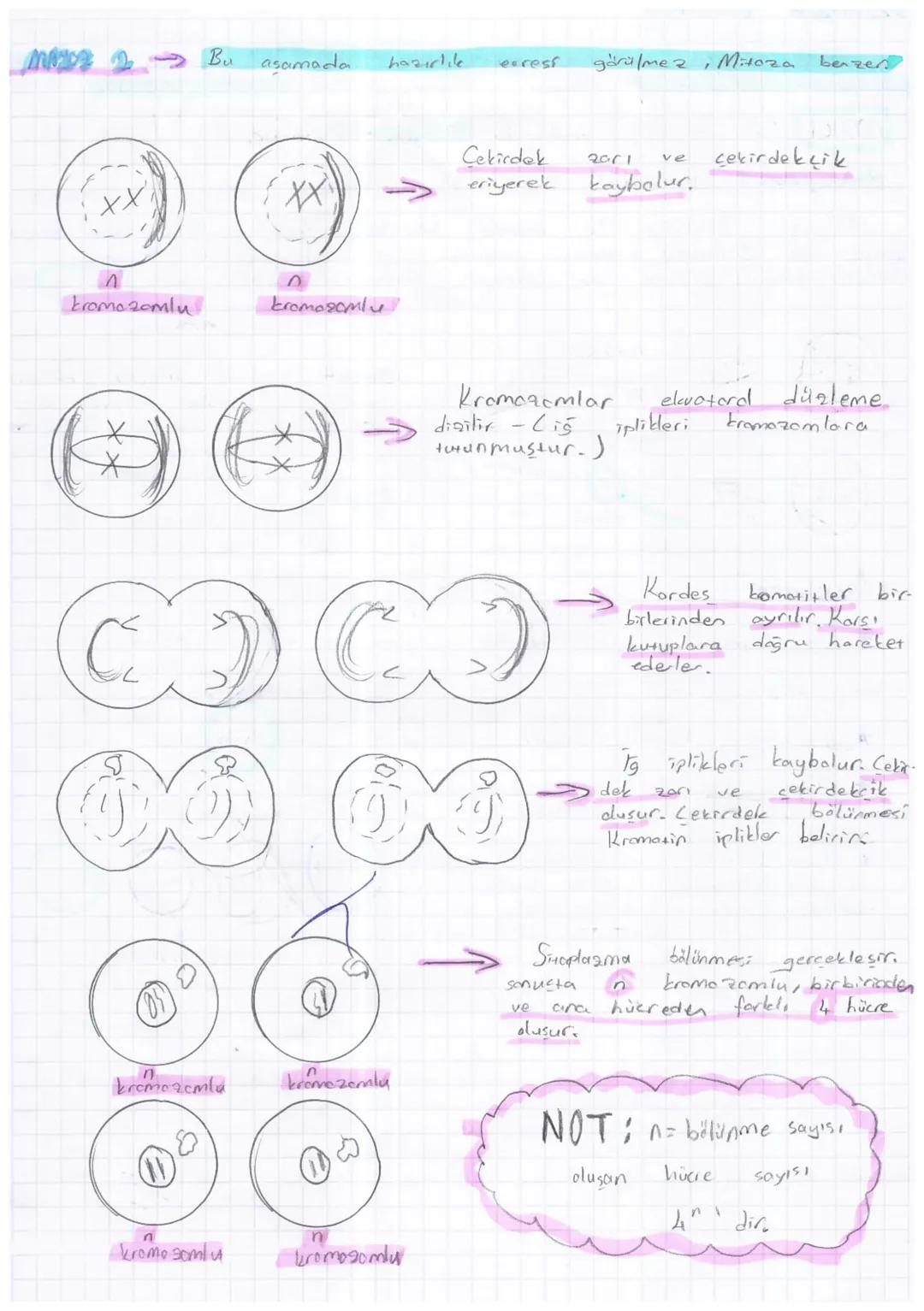 MAYO BÖLÜNME EVRELERT
Mayaz bölünmede de
Ancak
mayoz
bölünmede
NOT: Biri anneden, diğeri
kromozomlar
Hosic.) Mayoz
gelir. Homolog
Lkromozomb