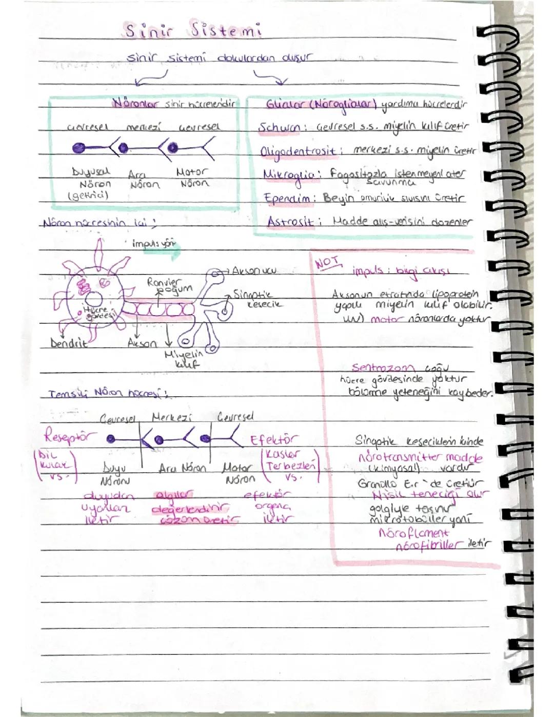 Biyoloji 11. Sınıf sinir sistemi📚