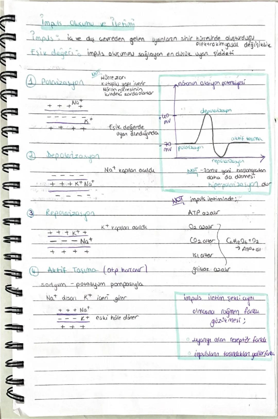 Sinir Sistemi
sinir sistemi dokulardan dusur
Nöronlar sinir hücrelendir
cevresel
merkez
Gevresel
buyusal
Ara
Nöron
Non
Motor
Nôn
(getrici)
N