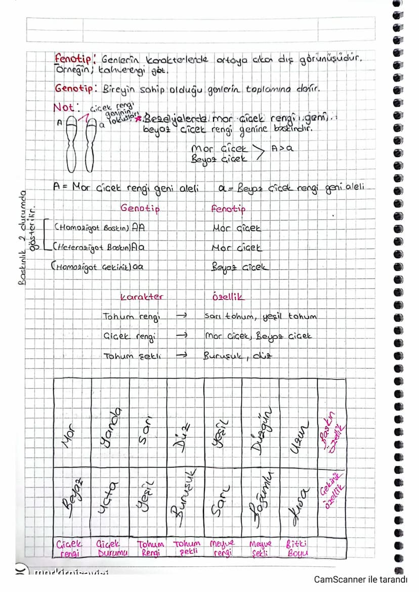 *
Hermofrodit (Erselit) Coll! B021 basit organizasyonlu
hayvanlar ile tohumlu bitkilerin çoğunda hem ertet hem disi
üreme hücreleri üretebil