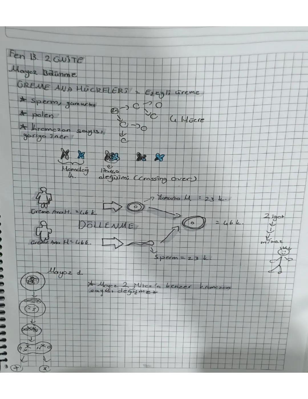 Fen Bilimleri 7. Sınıf 2. Ünite Mayoz Bölünme 