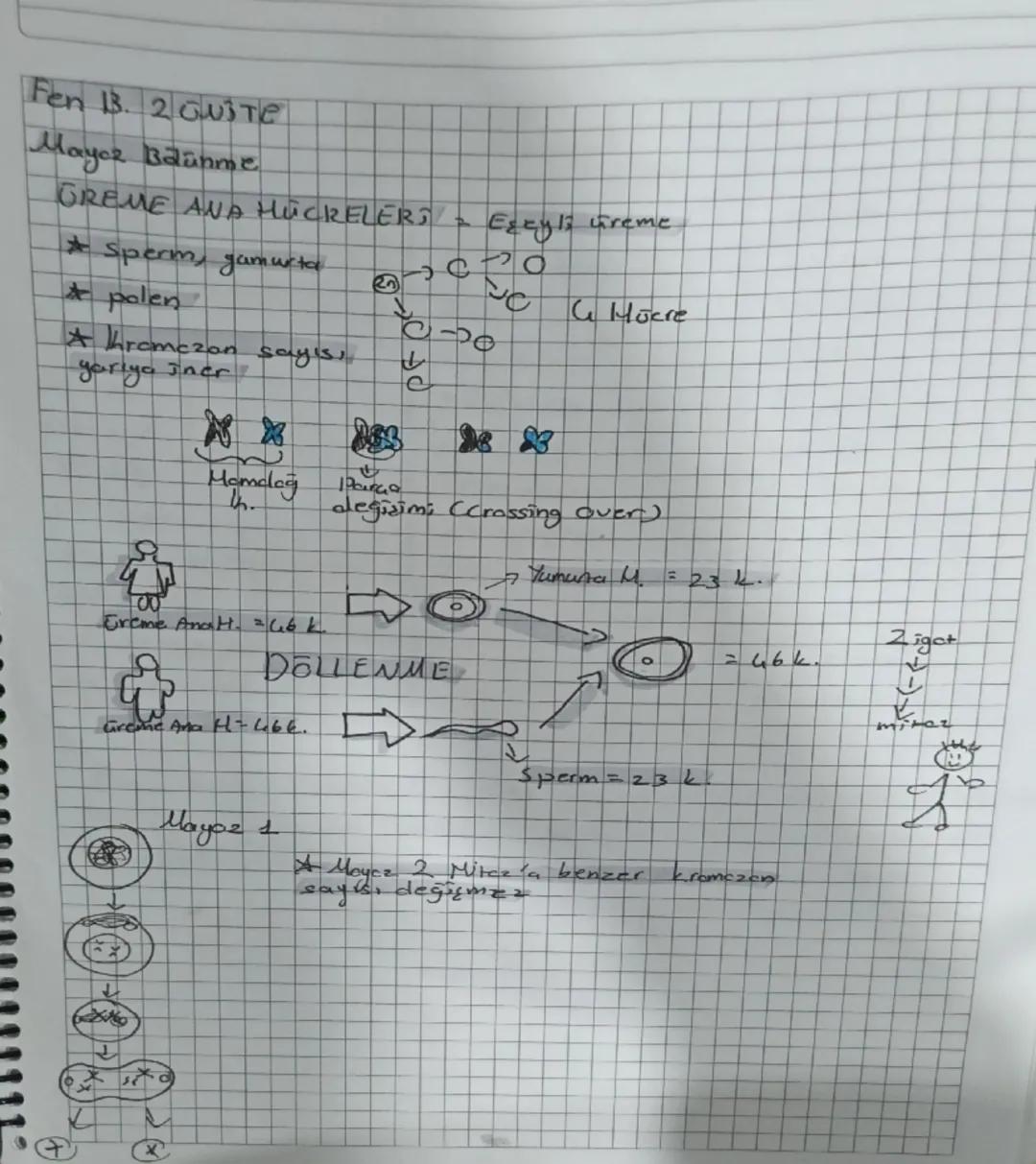 Ezcylz ureme
Fen 13. 2 GuiTe
Mayor Baünme
GREME ANA HÜCRELERS =
*Sperm, gamurta
polen
yarıya incr
Khromezon sayısı
S
J
0
↓
e
Homeleg
Parce
H
