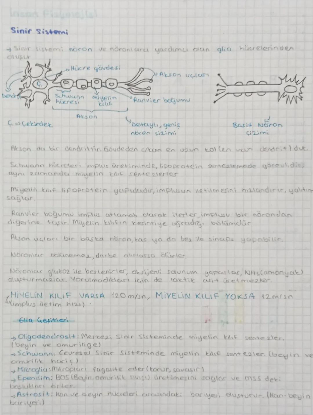 İnsan fizyolojisi, sinir sistemi, beyin biyoloji ders notları