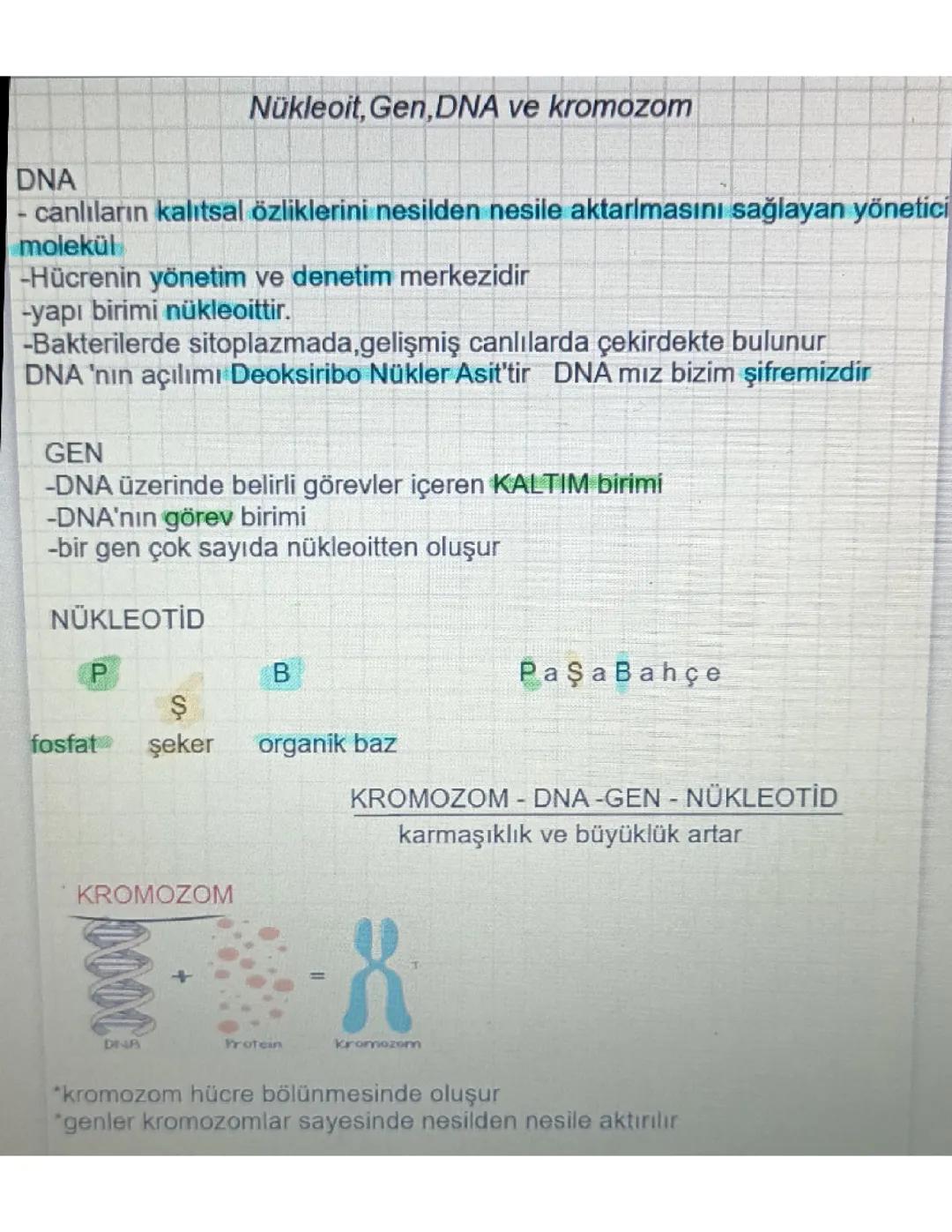 8. Sınıf Fen Bilimleri: Nükleotit, Gen, DNA ve Kromozom