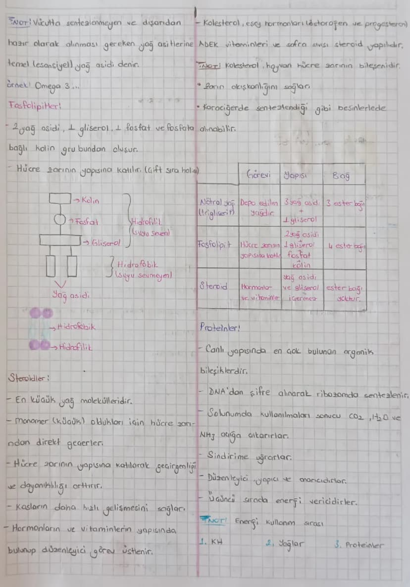 CANLILARIN ORTAK ÖZELLİKLERİ:
Hücresel
yapıya sahip dmai
b)lleletrof (Taketic): Besin üretmeyip dis
atamdan hazır alırlar.
a) Tek hücreliler