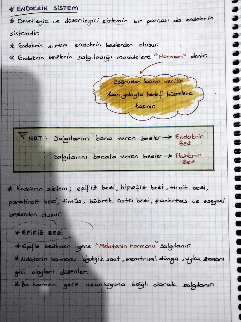 * ENDOKRIN SISTEM
Denetleyici ve düzenleyici sistemin bir parçası da endokrin
sistemdir.
Endokrin sistem
endokrin bezlerden oluşur.
*Endokri