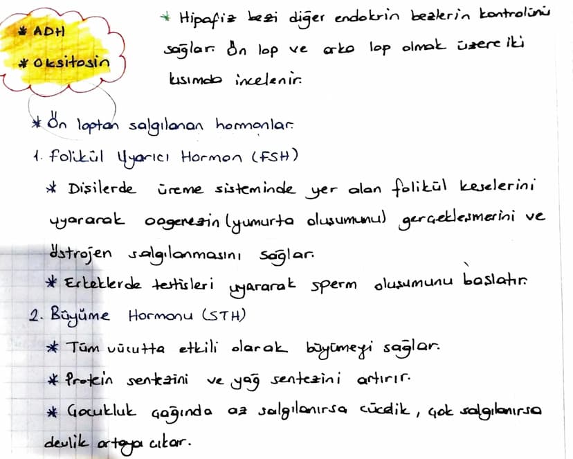 * ENDOKRIN SISTEM
Denetleyici ve düzenleyici sistemin bir parçası da endokrin
sistemdir.
Endokrin sistem
endokrin bezlerden oluşur.
*Endokri