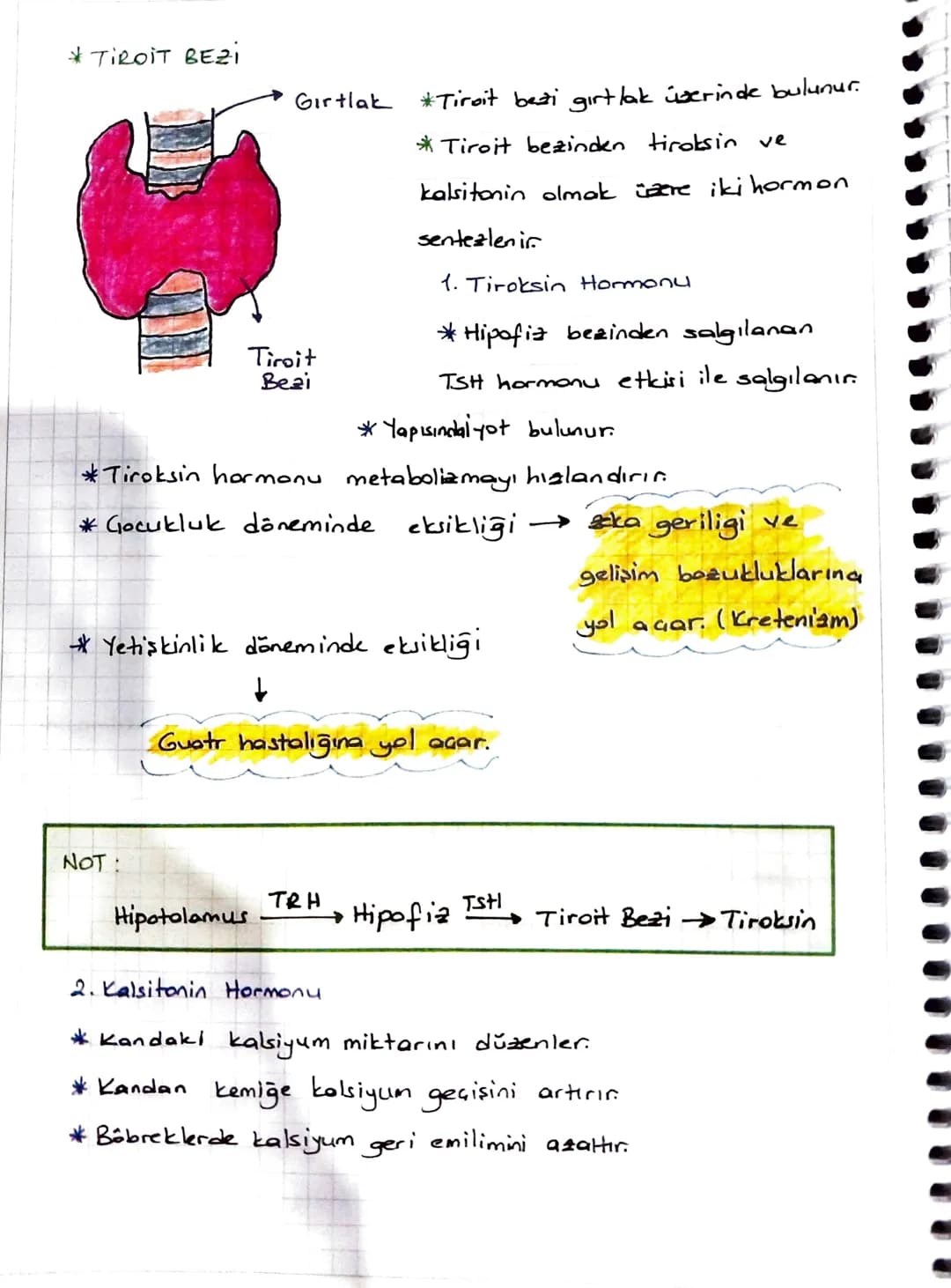 * ENDOKRIN SISTEM
Denetleyici ve düzenleyici sistemin bir parçası da endokrin
sistemdir.
Endokrin sistem
endokrin bezlerden oluşur.
*Endokri