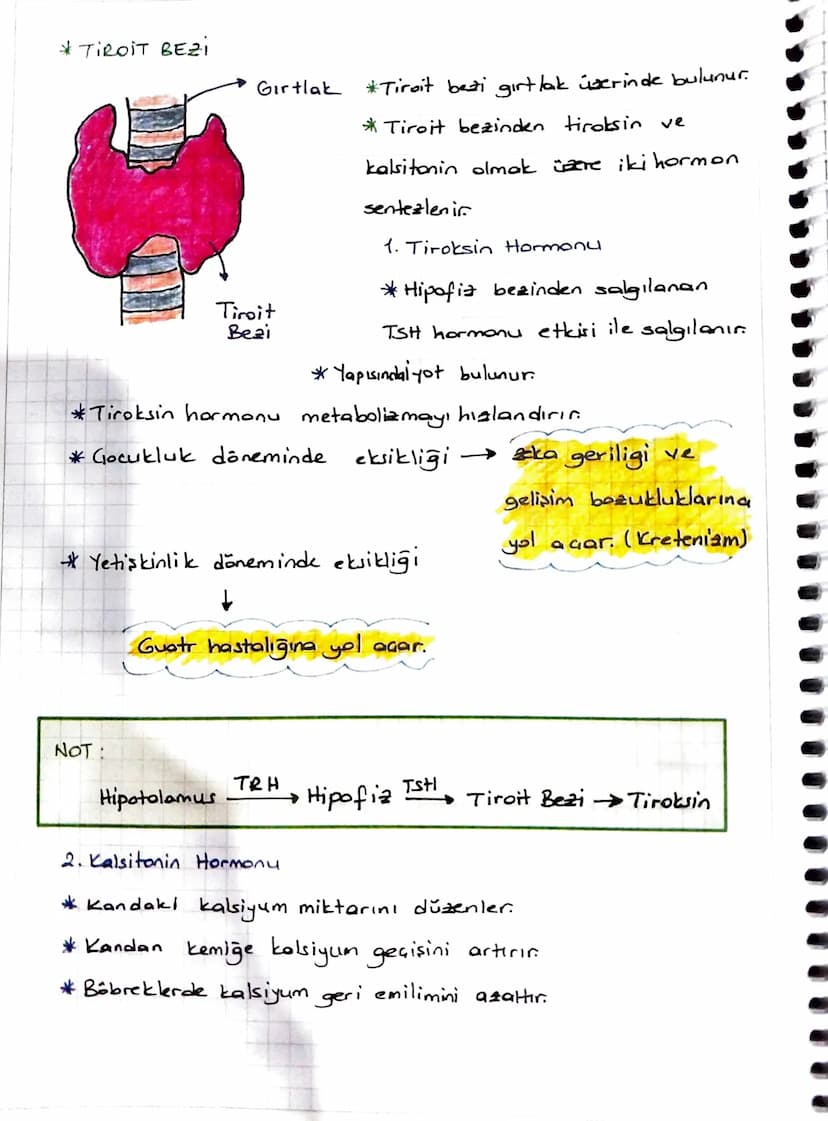 * ENDOKRIN SISTEM
Denetleyici ve düzenleyici sistemin bir parçası da endokrin
sistemdir.
Endokrin sistem
endokrin bezlerden oluşur.
*Endokri