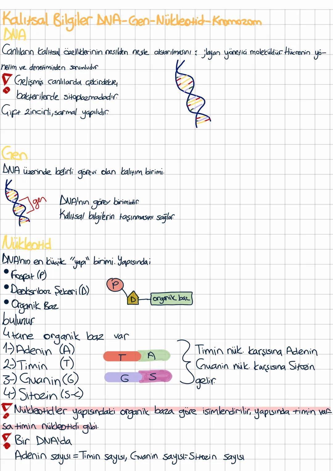DNA, Gen, ve Kromozom: Kalıtsal Bilgiler