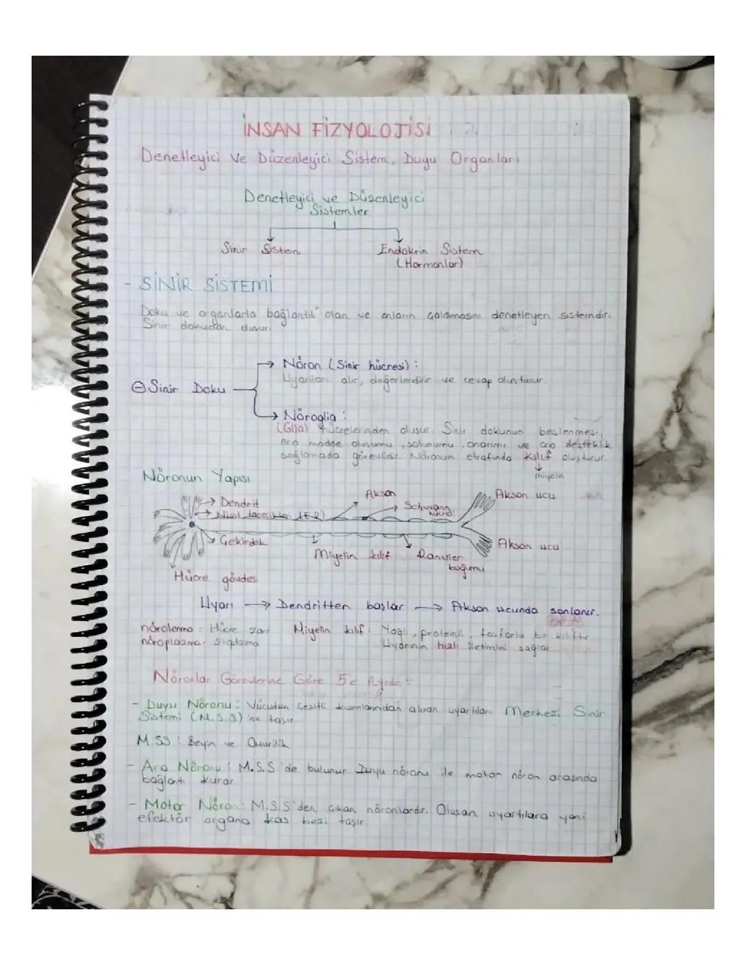 SİNİR SİSTEMİ NOTLAR 11 SINIF BİYOLOJİ