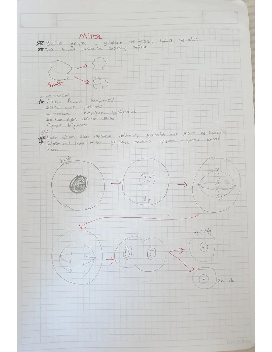 Mitoz ve Mayoz Hücre Bölünmesi: Farkları ve Aşamaları