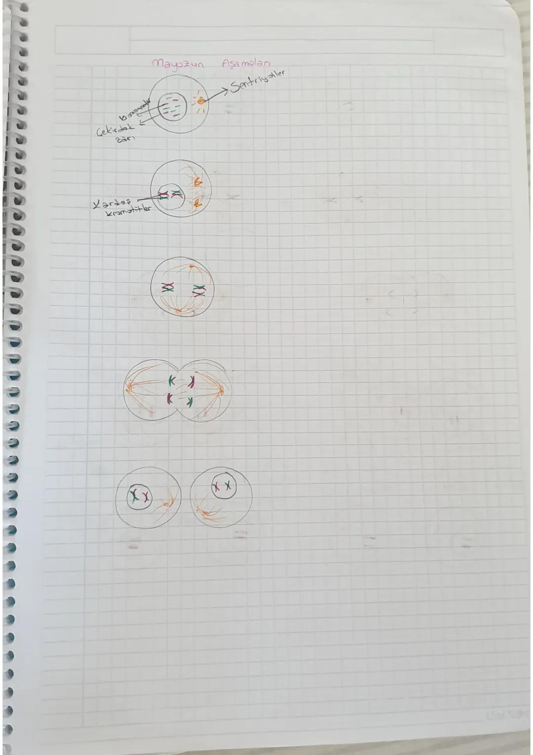 yaralanın
canlilarda
anarılmas
üremeyi sağlar
Mitoz
ile olur
Mitoz
Büyüme, gelişme ve
Tek
hücreli
Amit
Mitoz örnekleri
Dikilen
Resilen yerin