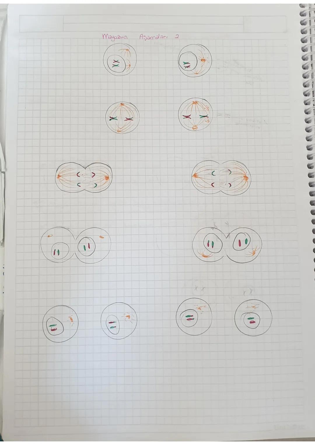 yaralanın
canlilarda
anarılmas
üremeyi sağlar
Mitoz
ile olur
Mitoz
Büyüme, gelişme ve
Tek
hücreli
Amit
Mitoz örnekleri
Dikilen
Resilen yerin