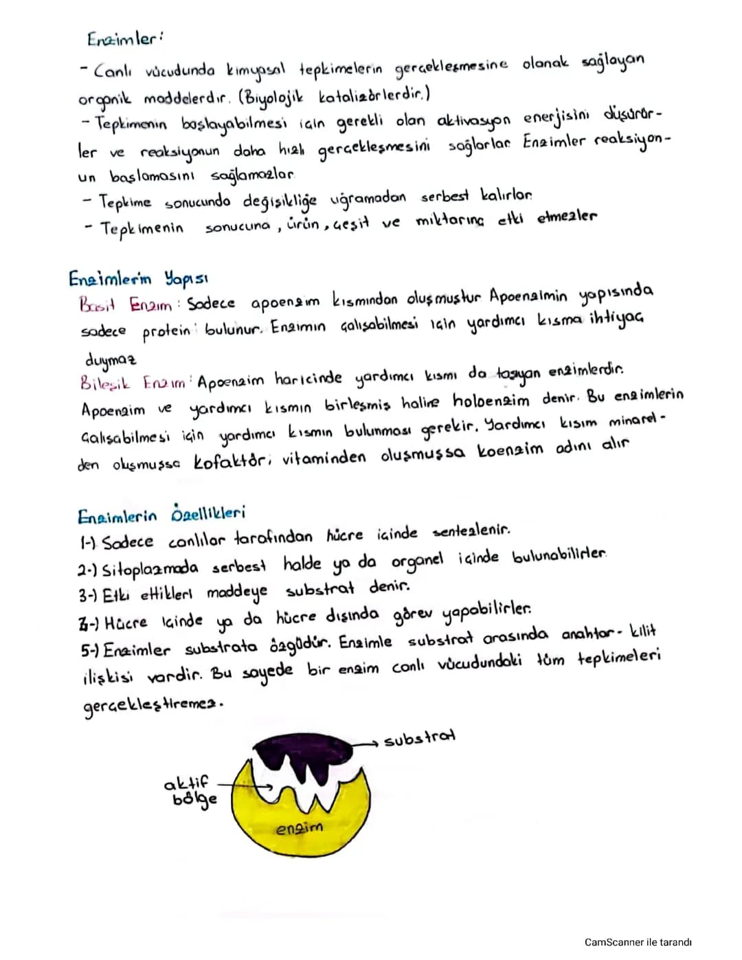 Enzimler