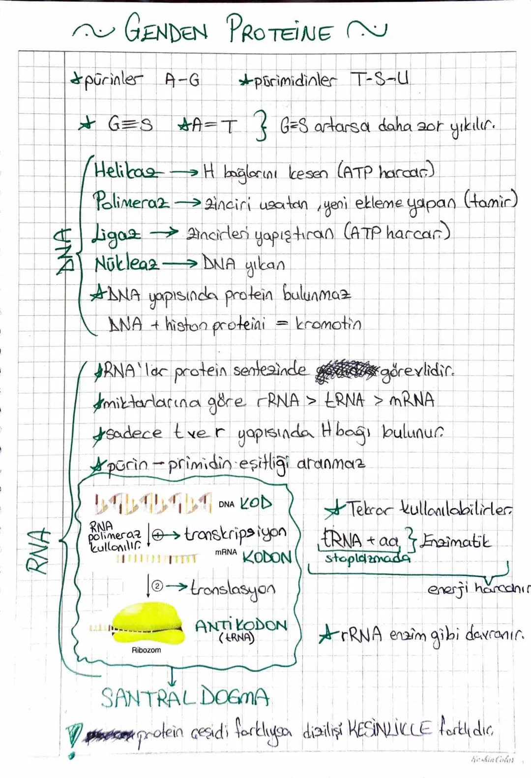 RNA
GENDEN PROTEÏNE ~
purinler A-G
primidinler T-S-U
+G=S SA=T } G=S artarsa daha zor yıkılır.
Helikas
H bağlarını kesen (ATP harcar)
Polime