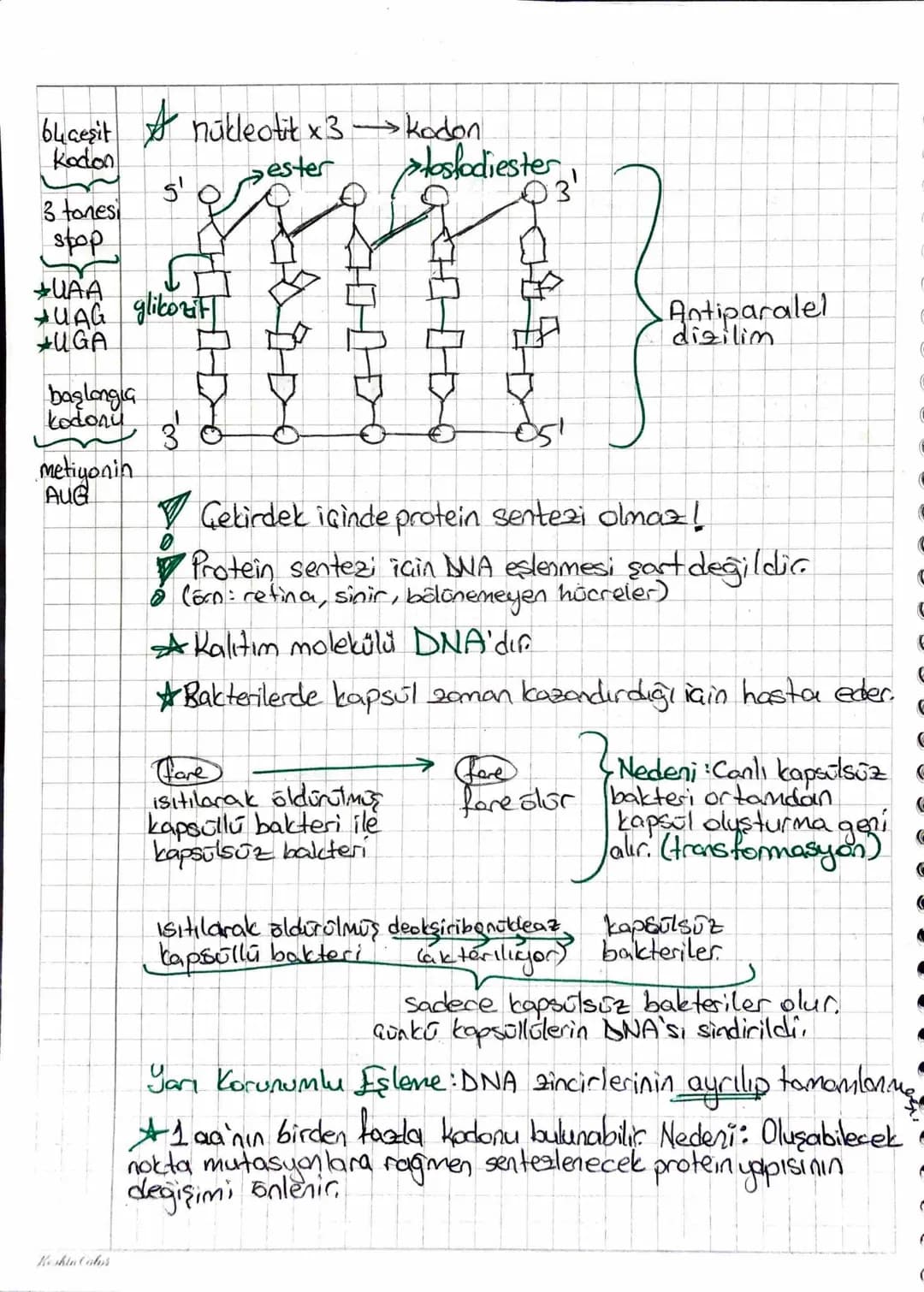 RNA
GENDEN PROTEÏNE ~
purinler A-G
primidinler T-S-U
+G=S SA=T } G=S artarsa daha zor yıkılır.
Helikas
H bağlarını kesen (ATP harcar)
Polime