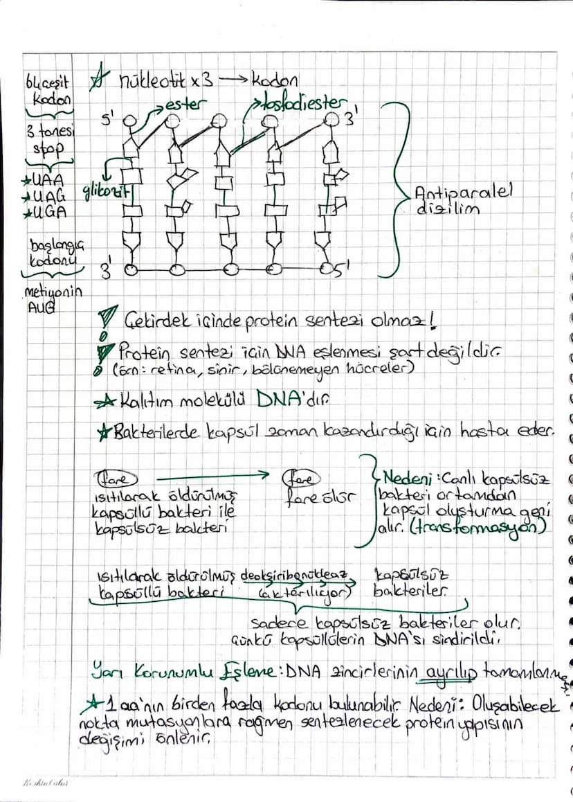 RNA
GENDEN PROTEÏNE ~
purinler A-G
primidinler T-S-U
+G=S SA=T } G=S artarsa daha zor yıkılır.
Helikas
H bağlarını kesen (ATP harcar)
Polime