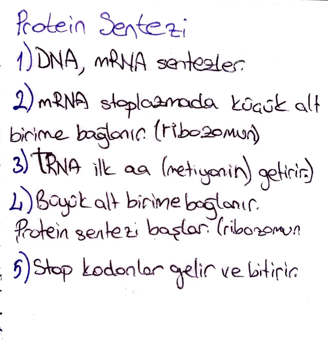 RNA
GENDEN PROTEÏNE ~
purinler A-G
primidinler T-S-U
+G=S SA=T } G=S artarsa daha zor yıkılır.
Helikas
H bağlarını kesen (ATP harcar)
Polime