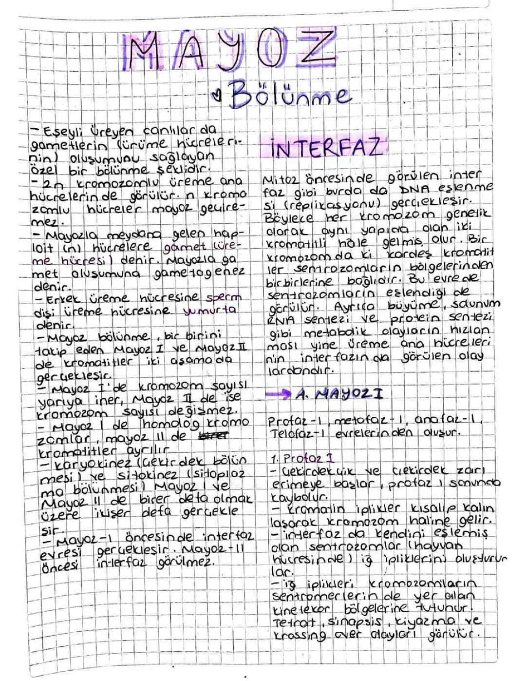 10. ve 7. Sınıf için Mayoz Bölünme Evreleri: 2n=4 Kromozomla Kaç Hücre Oluşur?
