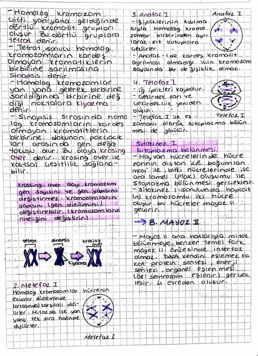MAYOZ
♥Bölünme
- Eşeyli üreyen canlılar da
gametlerin ürüme hücreleri-
nin oluşumunu sağlayan
özel bir bölünme şeklidir.
- 2n kromozomlu üre