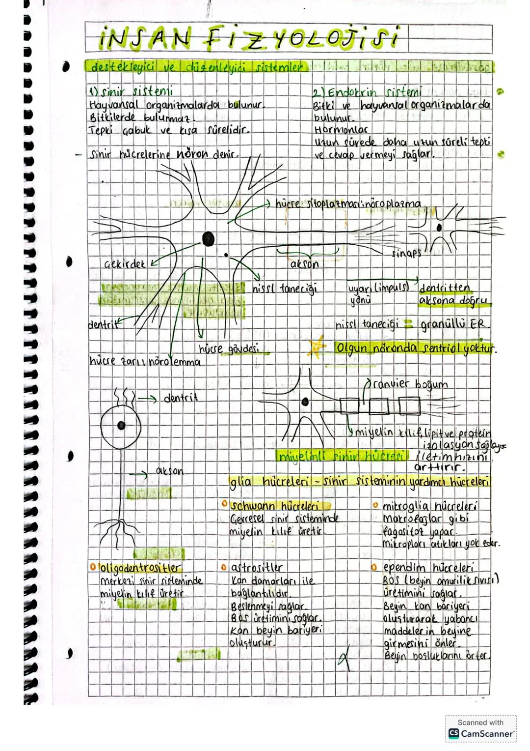 Gekirdek
ER endoplazmik ]
reticulum
Sinir sistemi
Adentrit
aniyelinkilifronvier bogund
atson
akson ucu
hücre gövdesi
Bir sinir hücresi (nöro