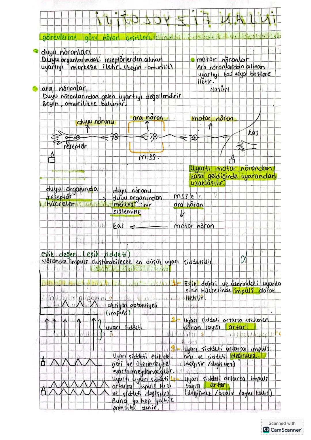 Gekirdek
ER endoplazmik ]
reticulum
Sinir sistemi
Adentrit
aniyelinkilifronvier bogund
atson
akson ucu
hücre gövdesi
Bir sinir hücresi (nöro