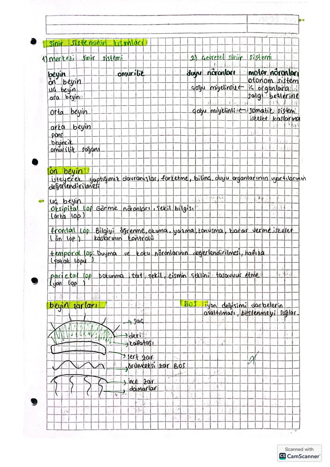 Gekirdek
ER endoplazmik ]
reticulum
Sinir sistemi
Adentrit
aniyelinkilifronvier bogund
atson
akson ucu
hücre gövdesi
Bir sinir hücresi (nöro