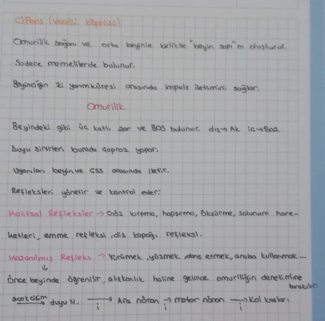 merkea sinir sistemi
Beyin
Omurilik
کہ
On beyin
Orta beyin
Arka beyin
2
ua beyin ara beyin.
beyincik Omurilik
Pons
Soğanı
talamus hipotalamu