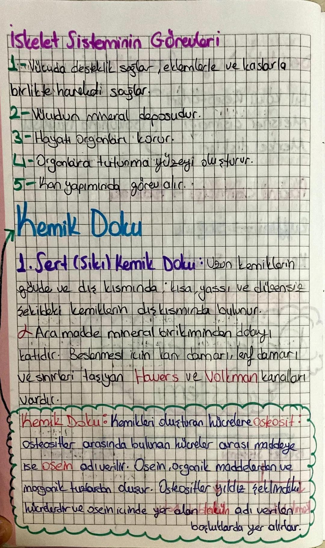 İskelet Sisteminin Görevleri
1. Vilcuda desteklik sağlar, eklemlerle ve kaslarla
birlikte havelai sağlar.
2- Wudun mineral deposudur.
3- Hay