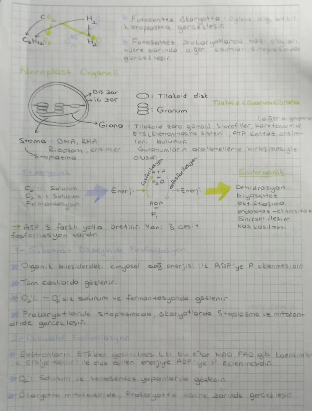 # Fotosente

⇒Işık enerjisi kullanılarak inorganik maddeden organik madde
Sentetlenmesislin


inorganik
madde

ISIK
Klorofil

→ Organik
madd