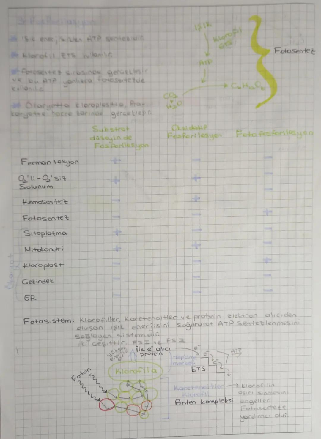 # Fotosente

⇒Işık enerjisi kullanılarak inorganik maddeden organik madde
Sentetlenmesislin


inorganik
madde

ISIK
Klorofil

→ Organik
madd