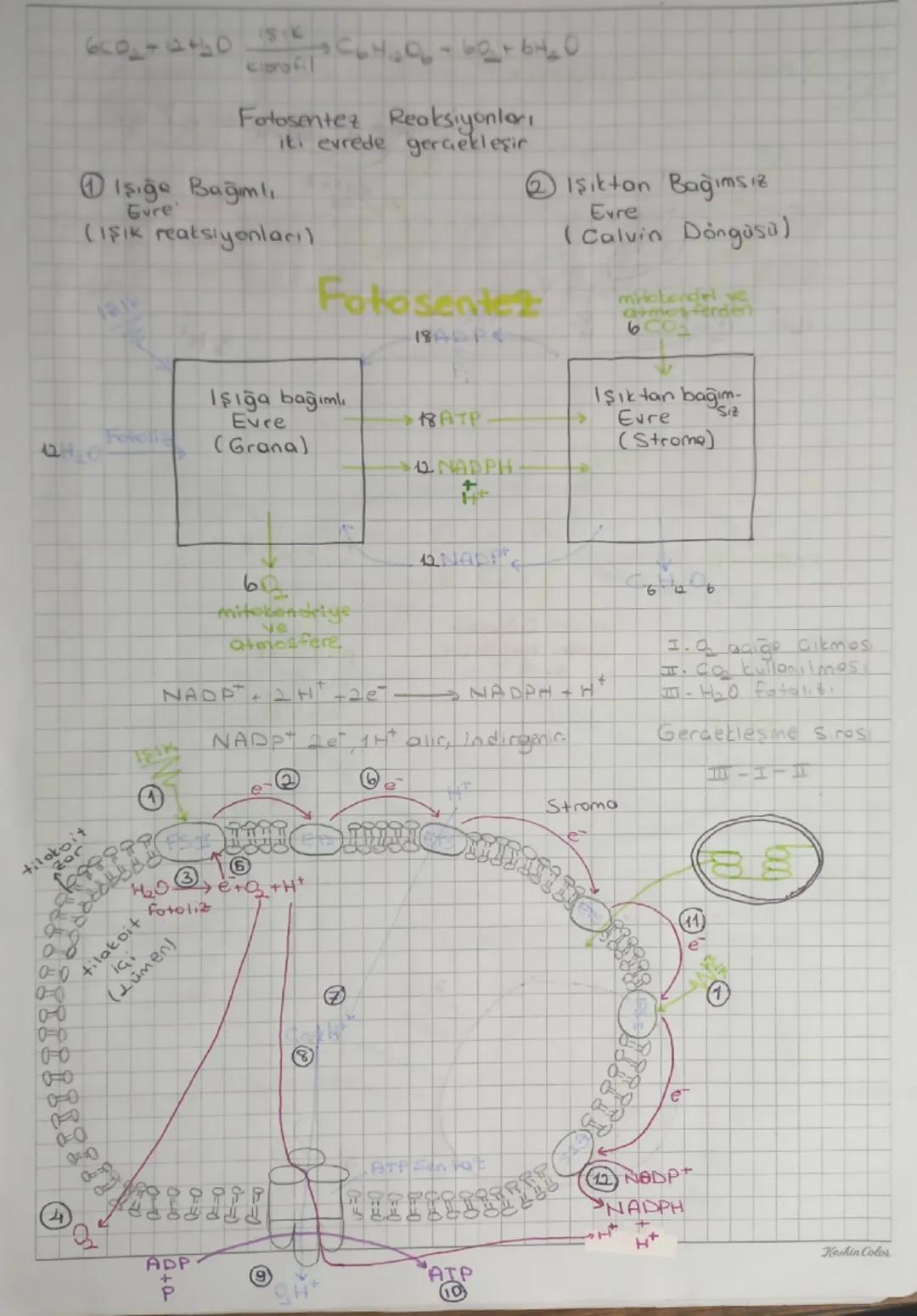 # Fotosente

⇒Işık enerjisi kullanılarak inorganik maddeden organik madde
Sentetlenmesislin


inorganik
madde

ISIK
Klorofil

→ Organik
madd