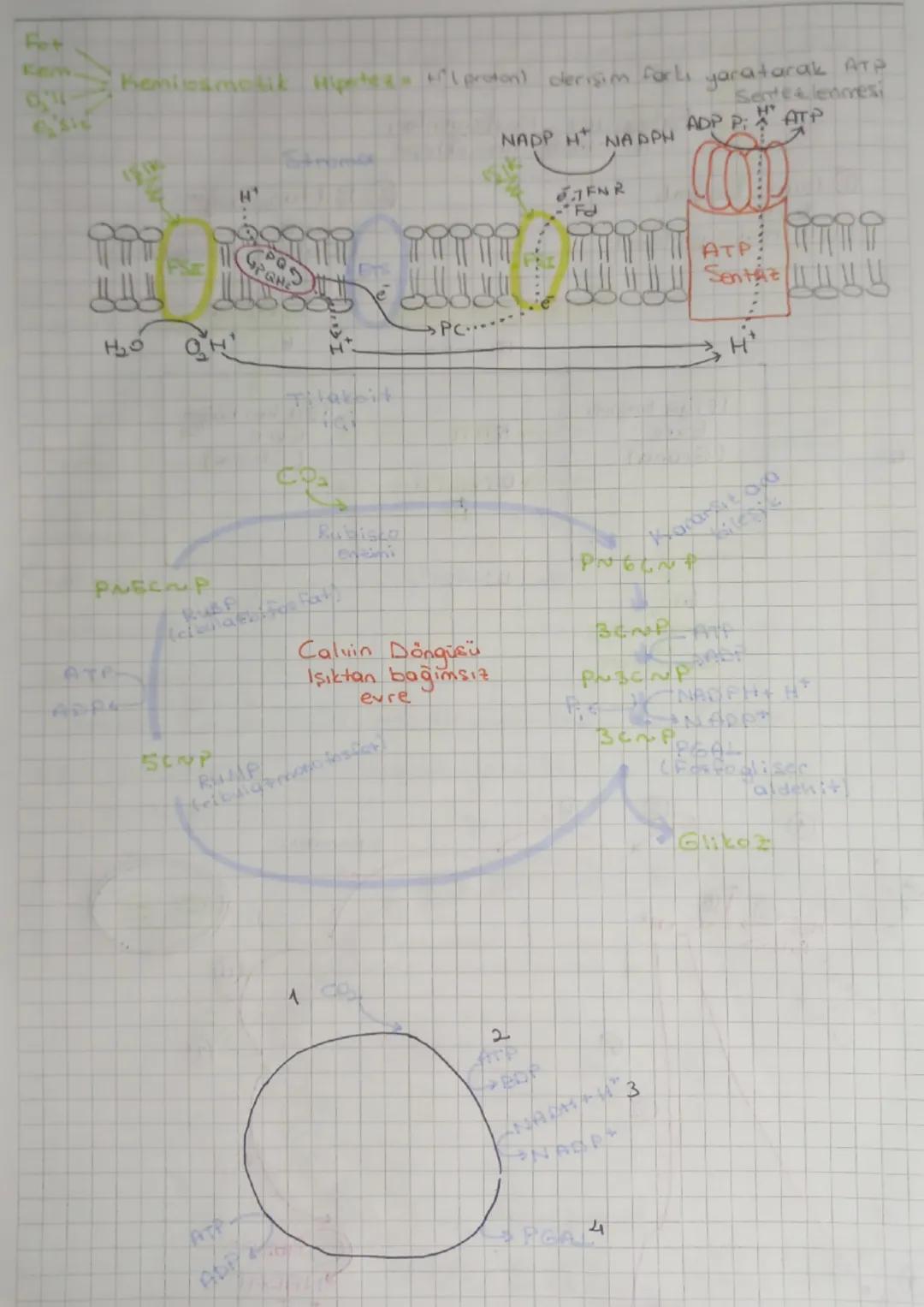 # Fotosente

⇒Işık enerjisi kullanılarak inorganik maddeden organik madde
Sentetlenmesislin


inorganik
madde

ISIK
Klorofil

→ Organik
madd