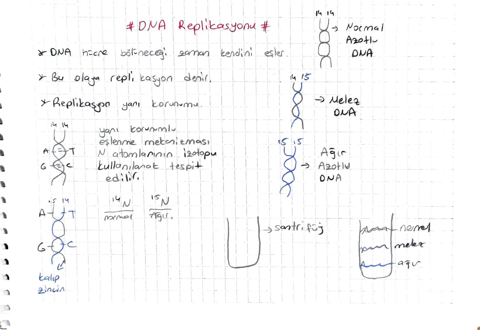 #DNA Replikasyonu #
* DNA hicre bölineceği zaman kendini eşler.
* Bu olaya repli kasyon denir.
* Replikasyon yanı korunumu.
14 14
AT
GEC
yan