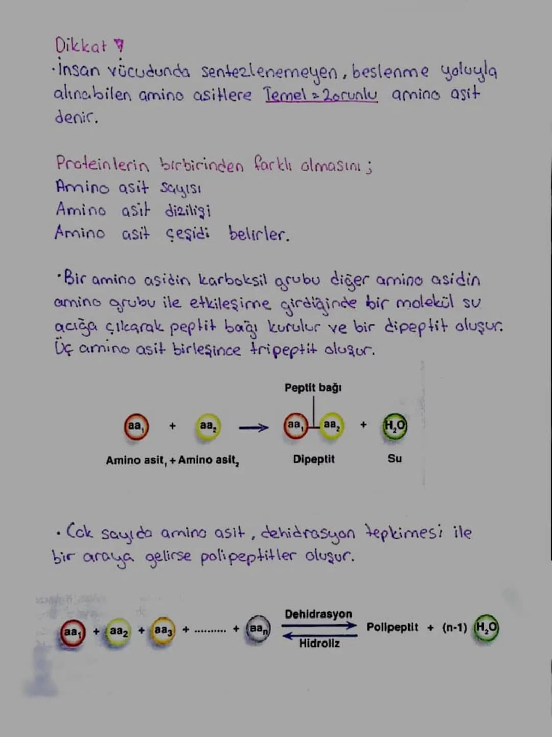 Proteinler
* Yapıcı onarıcı ve düzenleyicidirler.
+ Monomerlerine amino asit denir.
*Monomerleri birbirine peptit boği ile bağlanır.
* Yapıs