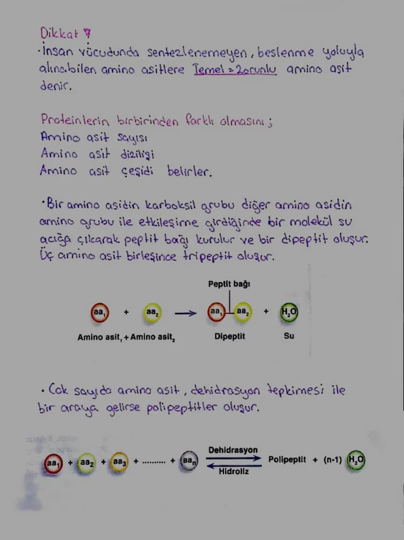 Proteinler
* Yapıcı onarıcı ve düzenleyicidirler.
+ Monomerlerine amino asit denir.
*Monomerleri birbirine peptit boği ile bağlanır.
* Yapıs