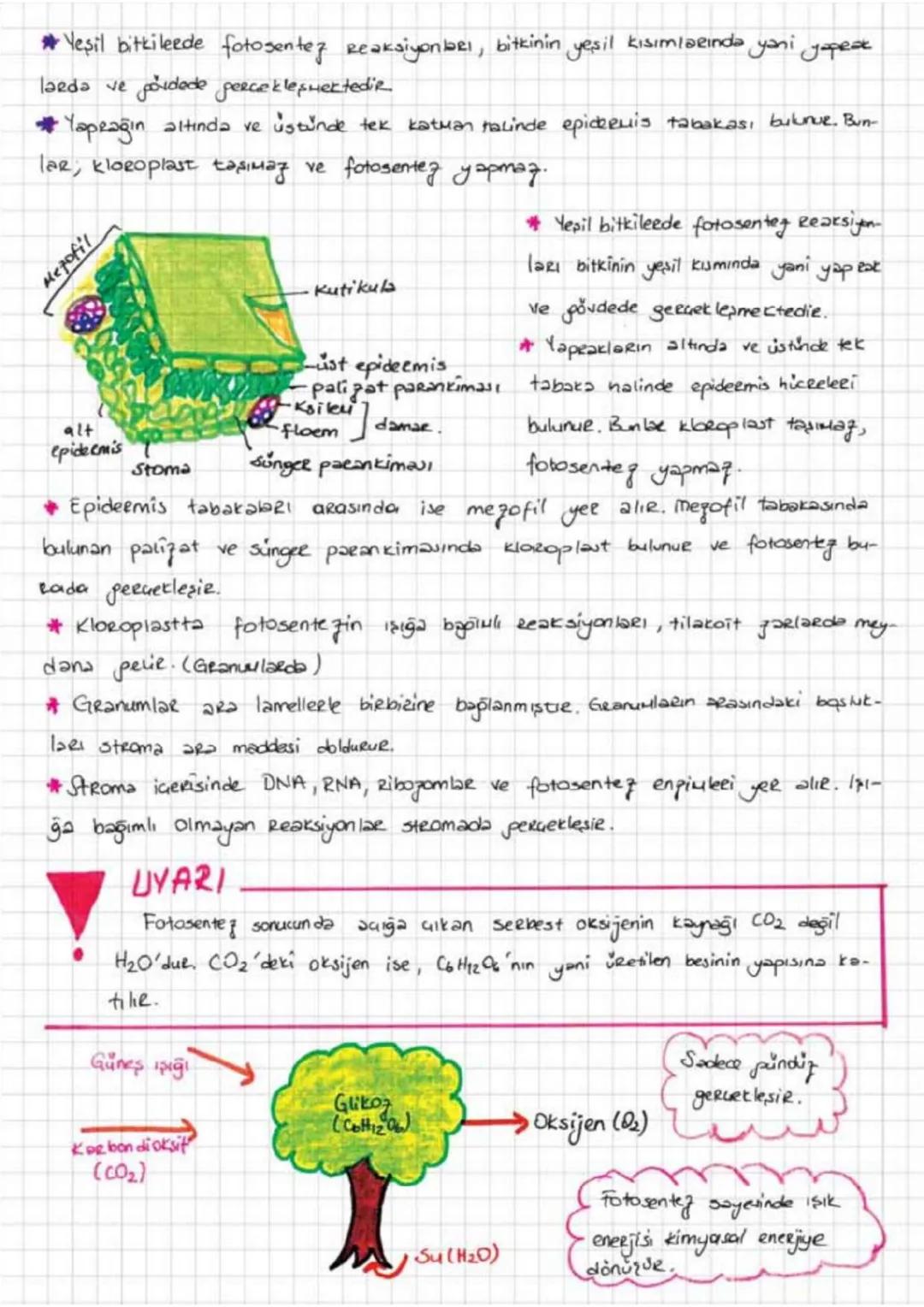 FOTOSENTEZ
*Basit inorganik moleküllerden, gereksinim duydukları organik maddelerí
Sentezleyebi
len ve dışardan hagie olarak deganik madde a