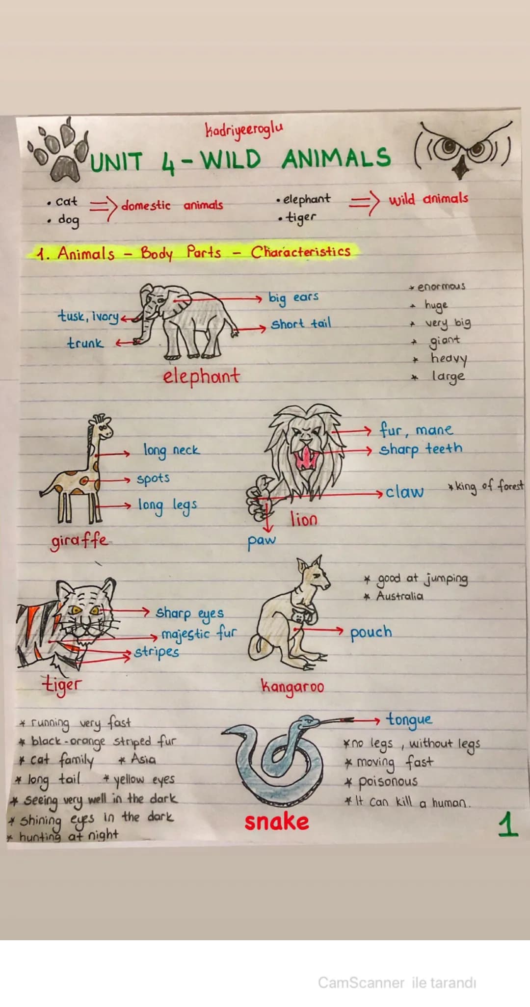 Kadriyeeroglu
UNIT 4-WILD ANIMALS
• Cat
=> domestic animals
• dog
• elephant
.tiger
=> wild animals
1. Animals - Body Parts
tusk, ivory
trun