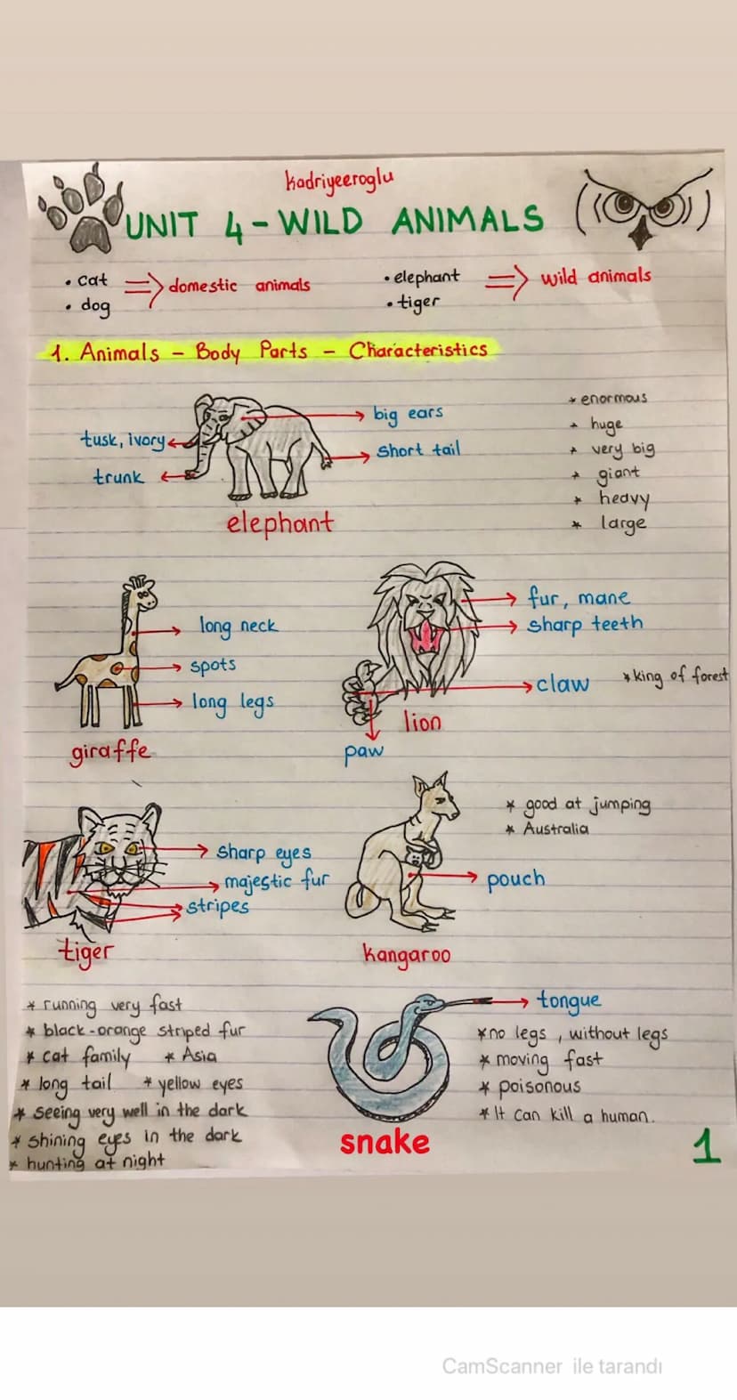 Kadriyeeroglu
UNIT 4-WILD ANIMALS
• Cat
=> domestic animals
• dog
• elephant
.tiger
=> wild animals
1. Animals - Body Parts
tusk, ivory
trun