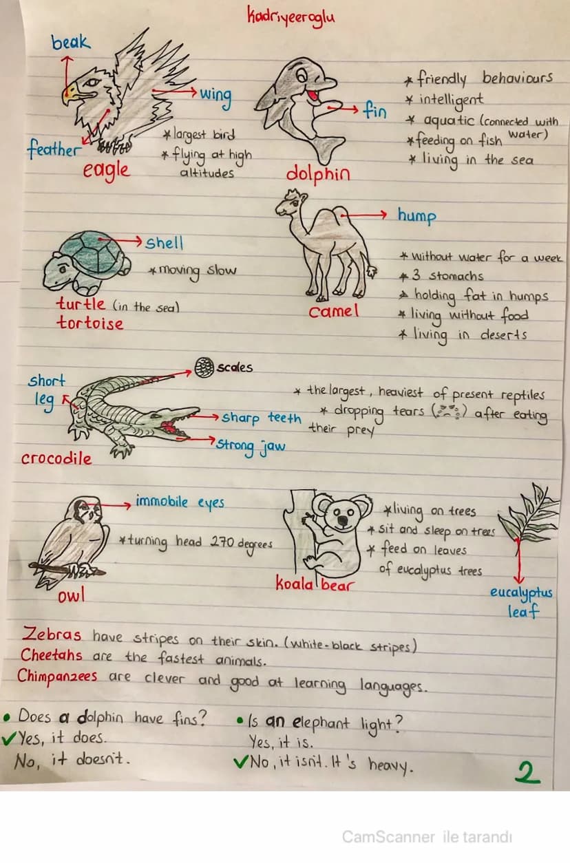 Kadriyeeroglu
UNIT 4-WILD ANIMALS
• Cat
=> domestic animals
• dog
• elephant
.tiger
=> wild animals
1. Animals - Body Parts
tusk, ivory
trun
