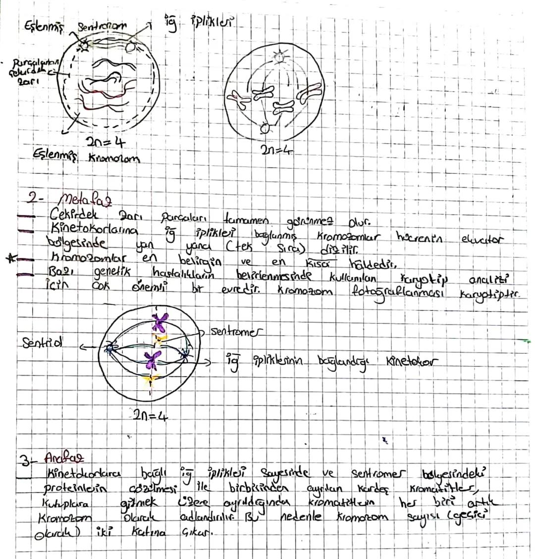 Hücre song'sü
yeni oluşmuş bir hücrenin
getirmesi sırasında
Hanımlanıc
bölünerek yeni hücreleri meydana
gerçekleşen olaylar here dongest bla