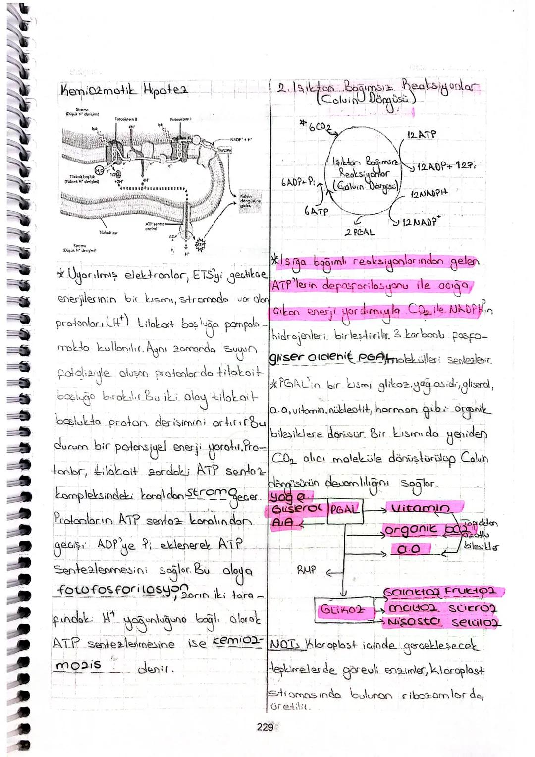 [FOTOSENTED ve KENOSENTEZ
inan sudan acigo
Fotosentez
> Inorganik moddelerden (CO₂ ve H₂O gibi)
ihtiyac duydukları organik maddeles.
(glikoz