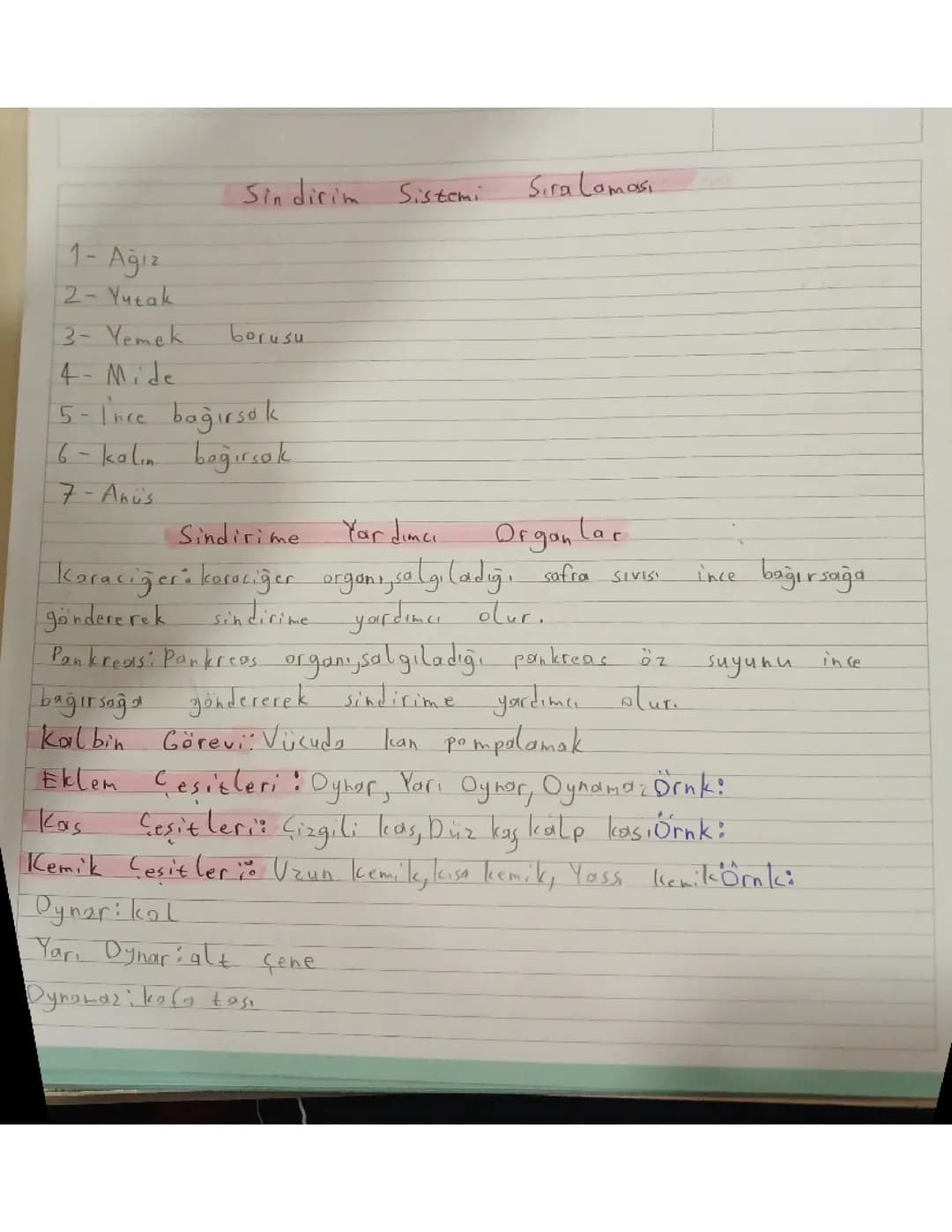 6. Sınıf fen bilimleri sindirim sistemi