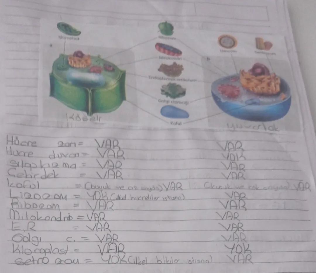 Fen Bilimleri 7. Sınıf 2. Ünite: Bitki ve Hayvan Hücreleri Ders Notları