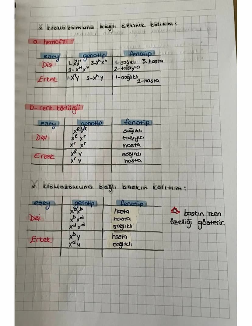 x kromozomuna bağlı çekinik kalium:
a- hemofili :
Tesey
Disi
genotip
1-3-xx
2-xx
fenotip
1-sağlıklı 3. hasta
2-taşıyıcı
Ertek
XY 2-xhy
1-sağ