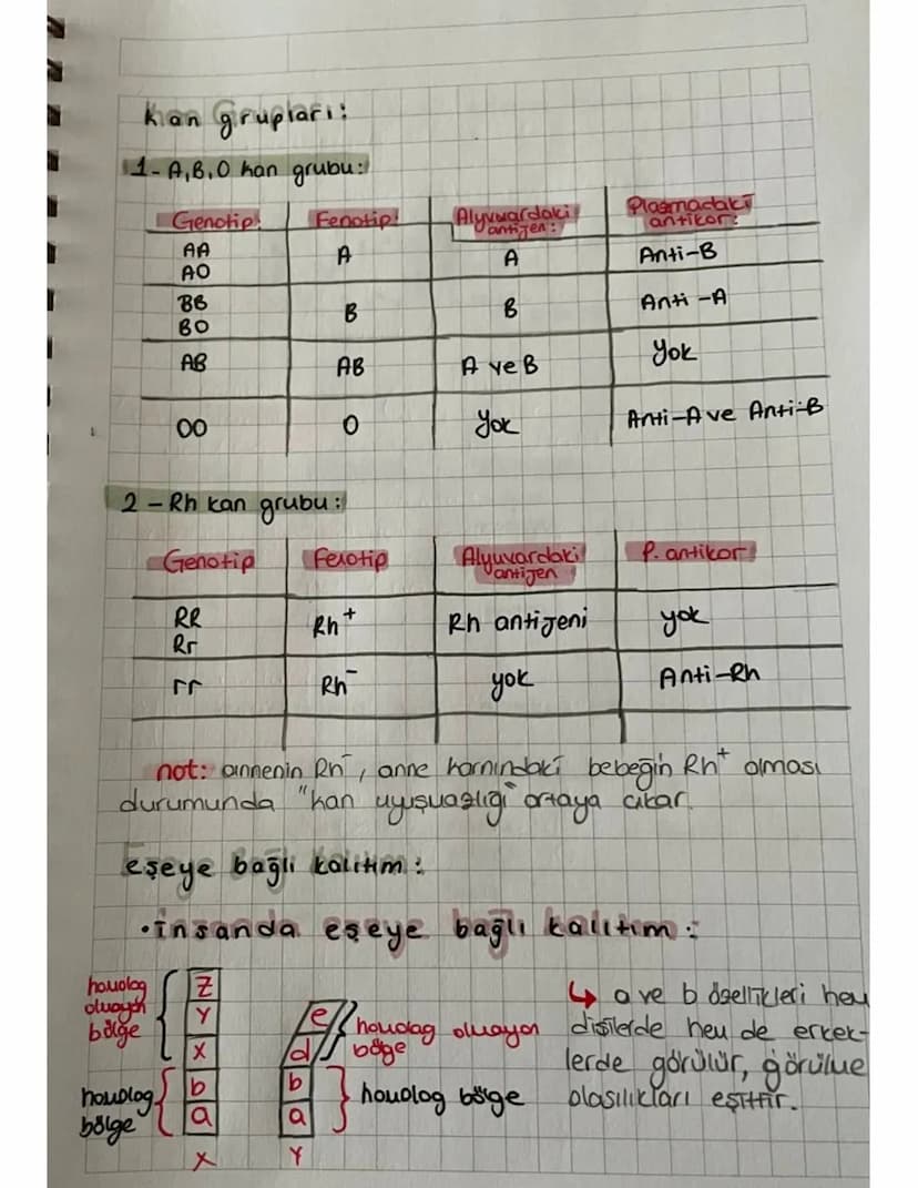 x kromozomuna bağlı çekinik kalium:
a- hemofili :
Tesey
Disi
genotip
1-3-xx
2-xx
fenotip
1-sağlıklı 3. hasta
2-taşıyıcı
Ertek
XY 2-xhy
1-sağ