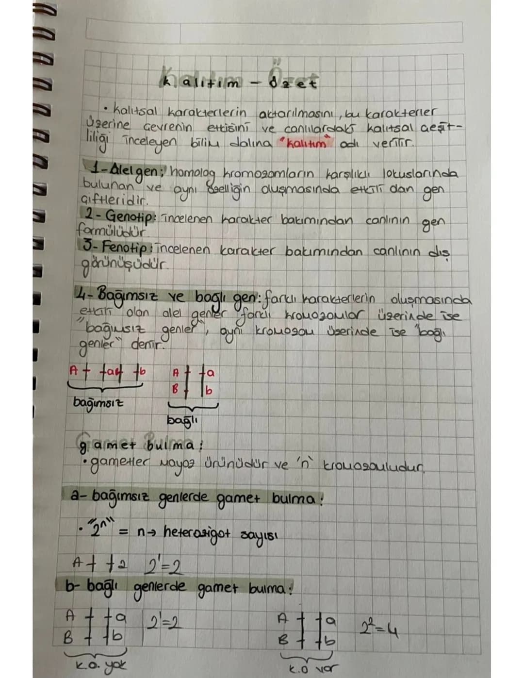 x kromozomuna bağlı çekinik kalium:
a- hemofili :
Tesey
Disi
genotip
1-3-xx
2-xx
fenotip
1-sağlıklı 3. hasta
2-taşıyıcı
Ertek
XY 2-xhy
1-sağ