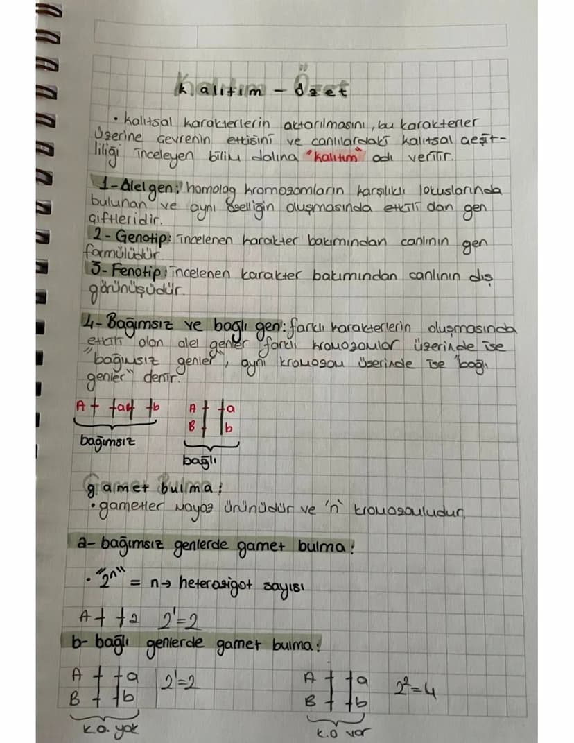 x kromozomuna bağlı çekinik kalium:
a- hemofili :
Tesey
Disi
genotip
1-3-xx
2-xx
fenotip
1-sağlıklı 3. hasta
2-taşıyıcı
Ertek
XY 2-xhy
1-sağ